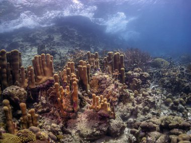 Karayip mercan Bahçesi