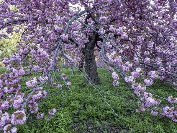 Japanska körsbärsträd på våren — Stockfoto