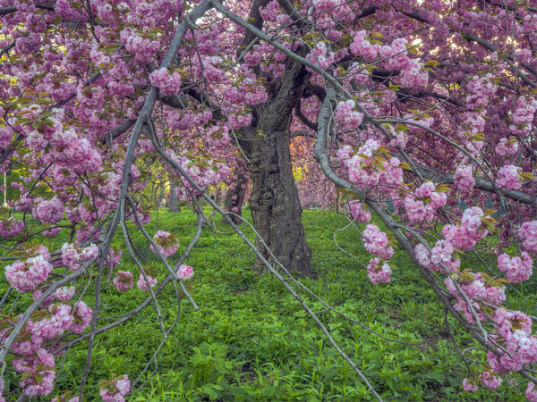 Japanese cherry tree in spring