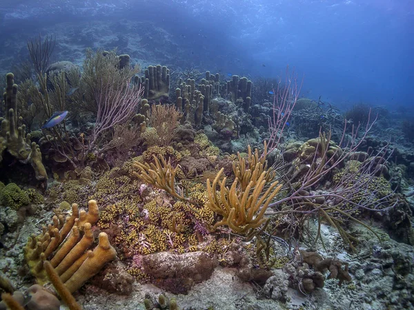 Caribbean coral garden — Stock Photo, Image