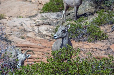 çöl bighorn koyun