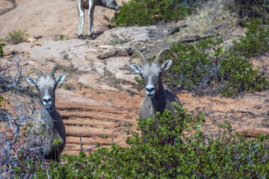 çöl bighorn koyun