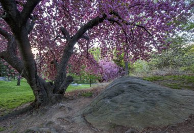 Central Park'ta bahar
