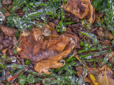Ormanda buzda donmuş sonbahar yaprakları