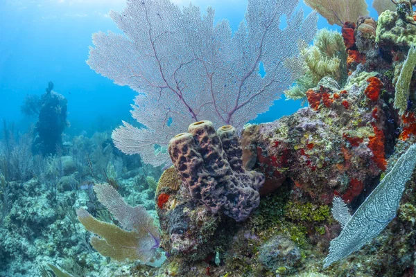 Jardin de corail des Caraïbes — Photo