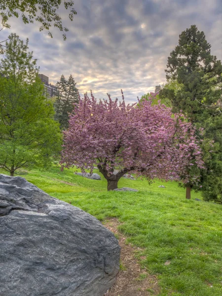 Central Park na jaře — Stock fotografie