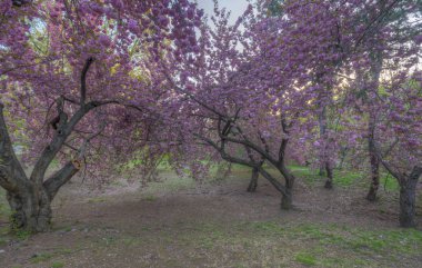 ilkbaharda Japon kiraz ağacı