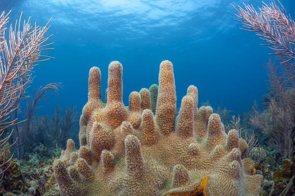 Jardín de coral del Caribe — Foto de Stock