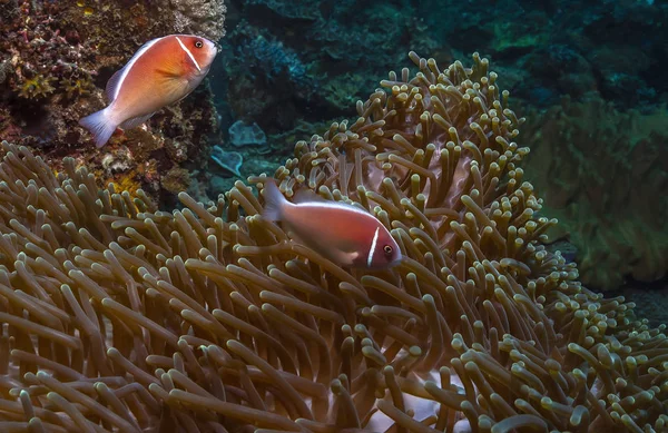 Coral reef Güney Pasifik — Stok fotoğraf