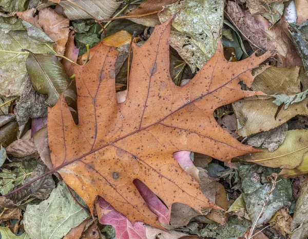 Herfstbladeren in het bos — Stockfoto