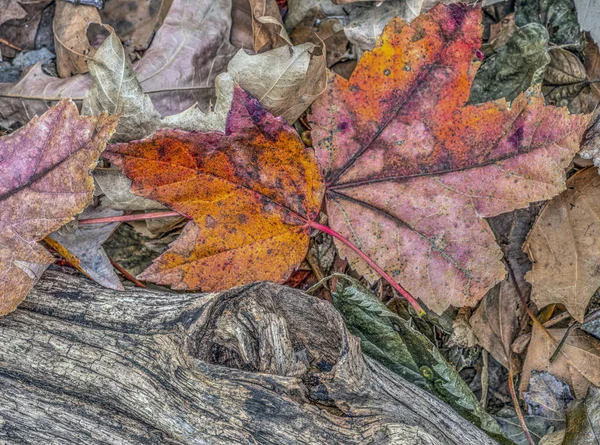 Herfstbladeren in het bos — Stockfoto