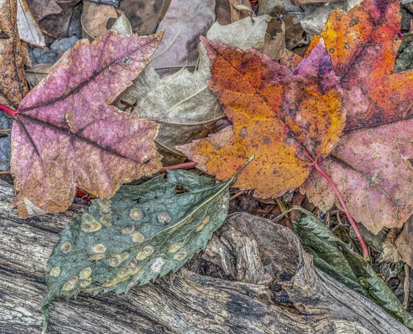 Осіннє листя в лісі — стокове фото