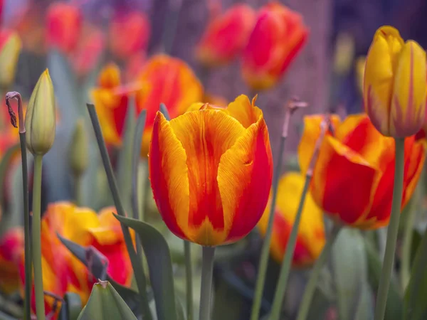 Тюльпан в поле красный и оранжевый — стоковое фото