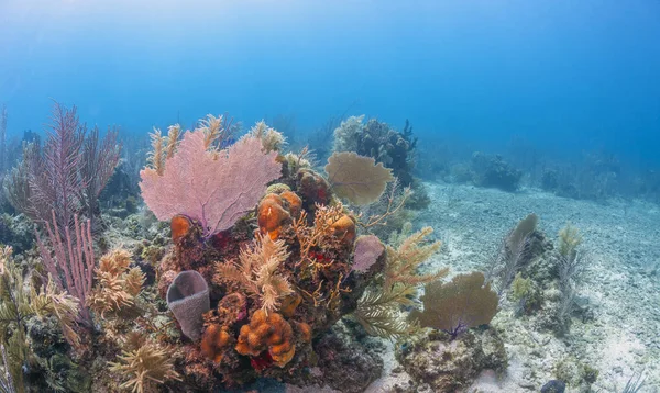 Jardim de coral caribenho — Fotografia de Stock