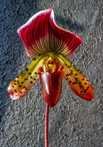 Paphiopedilum, Venušin střevíček, — Stock fotografie