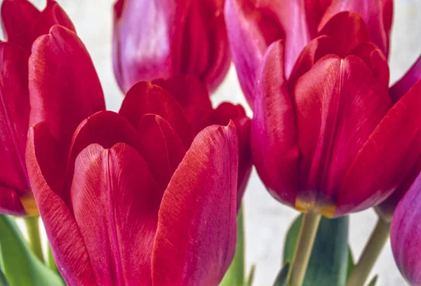 Tulipa vermelha em close-up — Fotografia de Stock