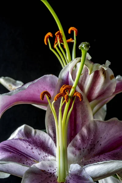 Stargazer lily in closeup — ストック写真