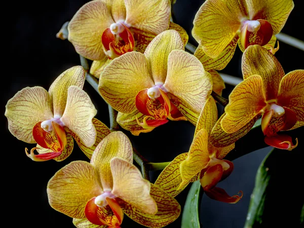 Orchidej Dendrobium ve studiu — Stock fotografie