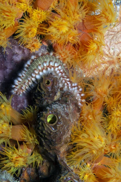 Bearded fireworm,Hermodice carunculata — Stock Photo, Image