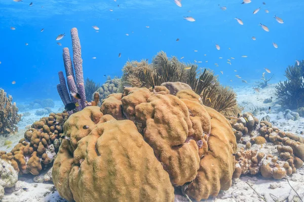 Jardín de coral del Caribe — Foto de Stock