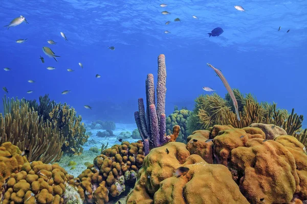 Caribische koraal tuin — Stockfoto