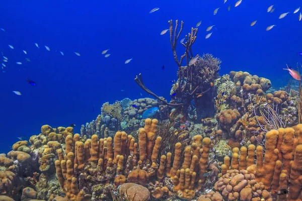 Jardin de corail des Caraïbes — Photo