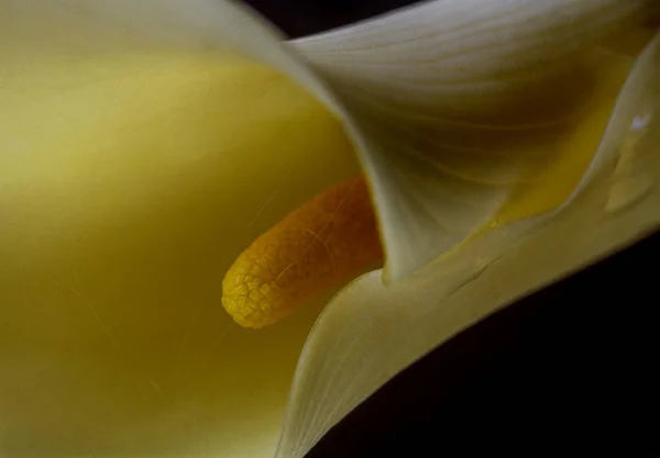 Caslla lily in close up — Stock Photo, Image