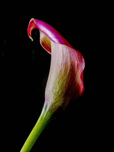 Caslla lily in close up — Stock Photo, Image