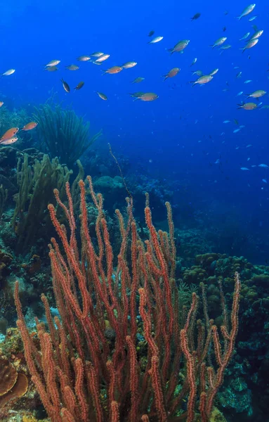 Caribbean coral garden — Stock Photo, Image