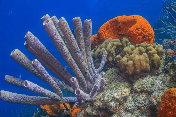 Jardim de coral caribenho — Fotografia de Stock