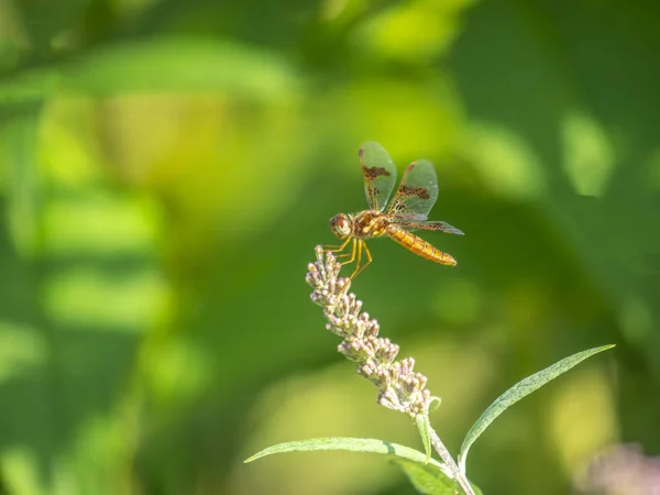 Vážka v zahradě — Stock fotografie
