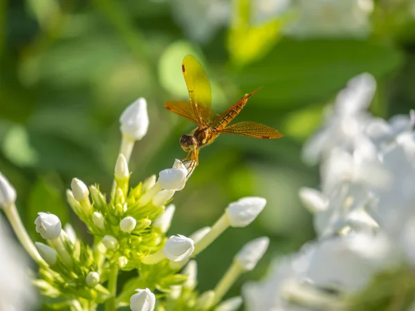 Libélula no jardim — Fotografia de Stock