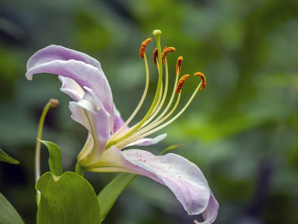 Daylily in garden in summer — Stock Photo, Image