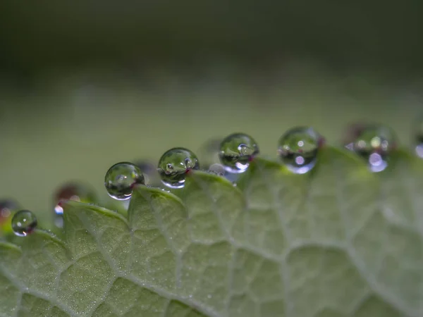 Early morning water drops — Stock Photo, Image