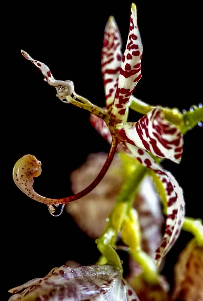 Water drop on orchid — Stock Photo, Image