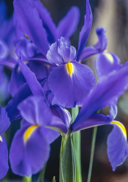 Iris xiphium, spanska iris — Stockfoto