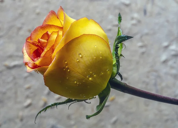 Rose in primo piano — Foto Stock