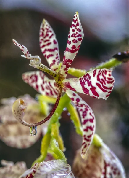Wassertropfen auf Orchidee — Stockfoto