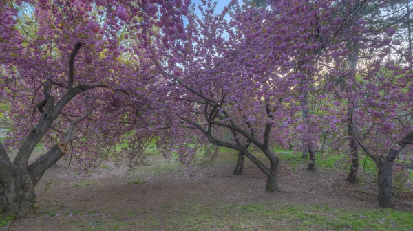 Japanska körsbärsträd på våren — Stockfoto