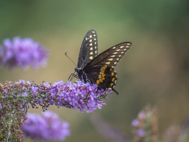 Yaz aylarında siyah kırlangıç kuyruk kelebeği