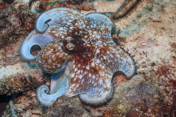 Caribbean coral garden octopus — Stock Photo, Image