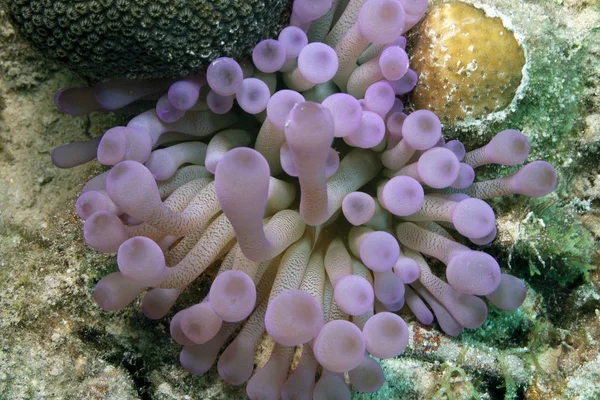 Jardim de coral caribenho — Fotografia de Stock