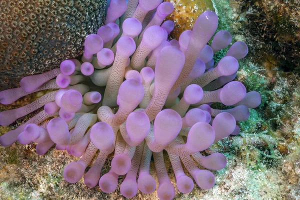 Jardim de coral caribenho — Fotografia de Stock