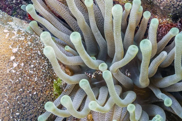 Jardim de coral caribenho — Fotografia de Stock