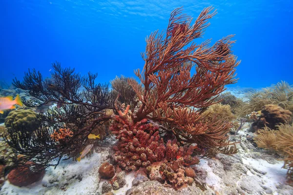 Caribbean coral garden — Stock Photo, Image