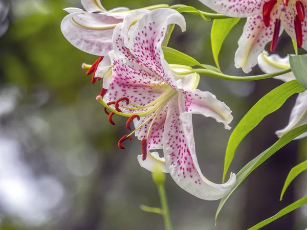 Stargazer Lily — Stockfoto