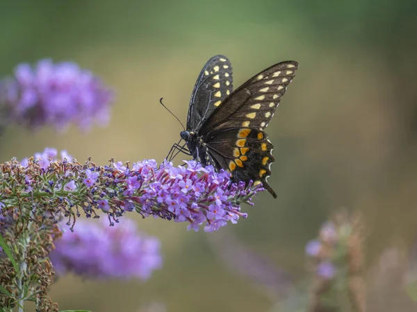 Zwarte Swallowtail butterfly in de zomer — Stockfoto