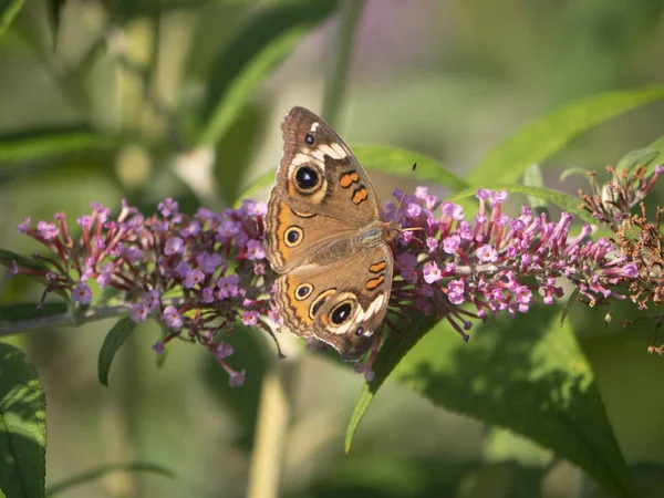 Wspólne buckeye motyl — Zdjęcie stockowe