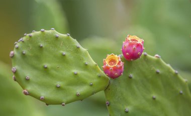 Opuntia, dikenli armut kaktüsü.
