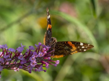 Yazın Kızıl Amiral Kelebeği